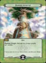 Baobab, Inmortal